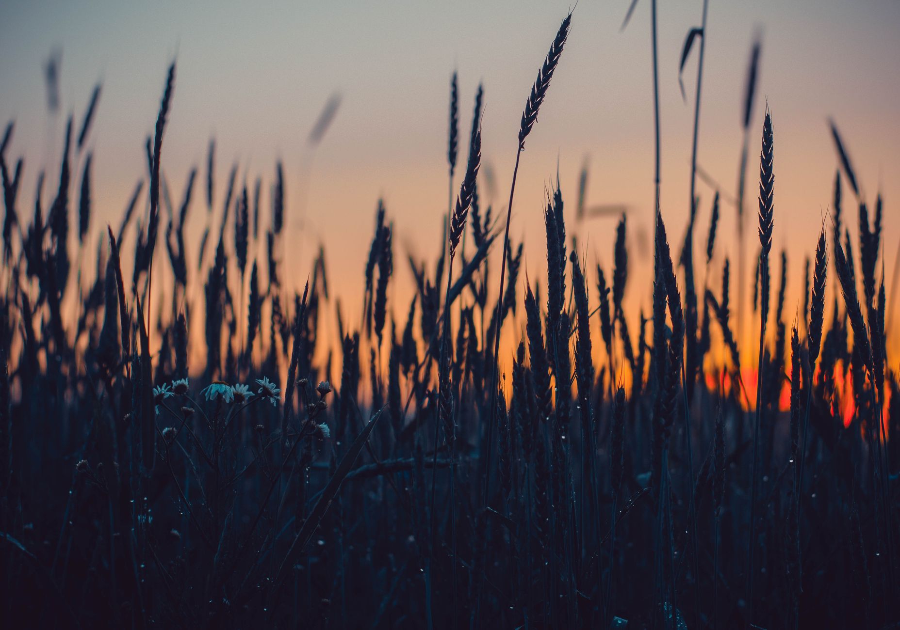 Golden Saskatchewan wheat field at sunset