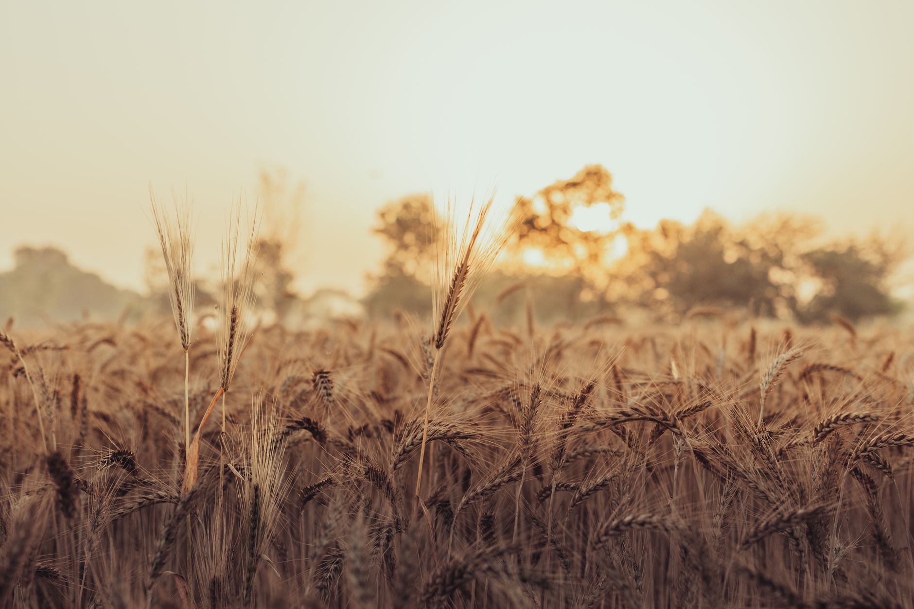 Ripe wheat backlit by a low, hazy prairie sun