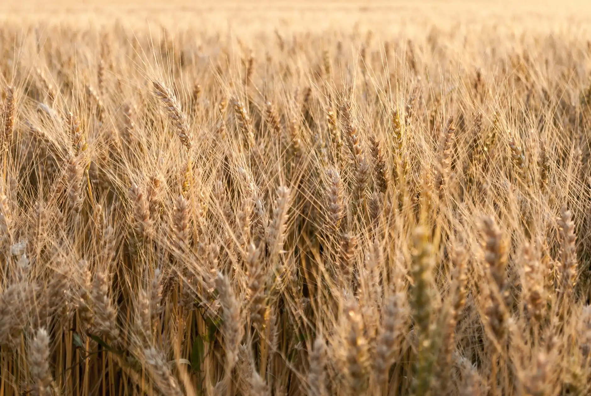 Golden wheat field at sunset in Saskatchewan, representing Cheerz Vodka's prairie origins